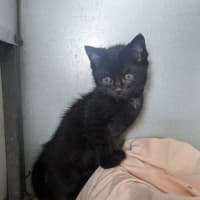 Photo of Fidget