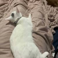 Photo of Lola   In Foster Care In Cranbourne