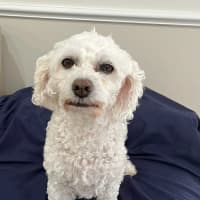 Photo of Mia