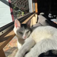 Photo of Junipurr