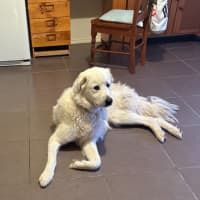 Photo of Lyra
