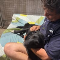 Photo of Rocky   2 Year Old Border Collie X Kelpie (Trial)