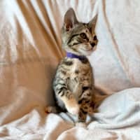 Photo of Lamington   In Foster Care In Bentleigh East