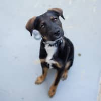 Photo of Chestnut