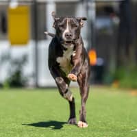 Photo of Riot Imp 1910