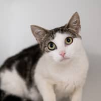 Photo of Artemis 