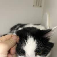 Photo of Willow