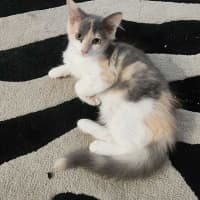Photo of Lyra