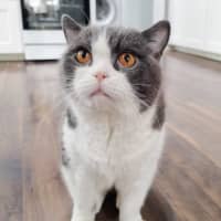 Photo of 🏹Sir Perci🏹