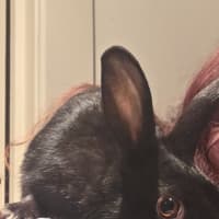 Photo of Fuchsia