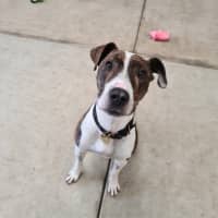 Photo of Luna