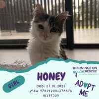 Photo of Honey & Pickle