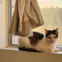 Photo of Solitaire
