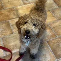 Photo of Bailey