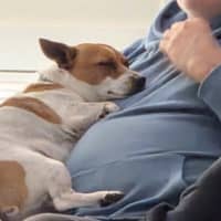 Photo of Poh   3 Year Old Fox Terrier