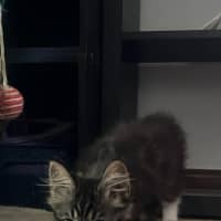 Photo of Rocky