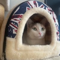 Photo of Tilly