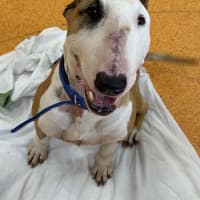 Photo of Indy