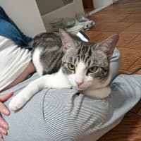 Photo of Houdini