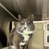 Photo of Gandalf