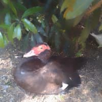 Photo of Ducks & Ducklings