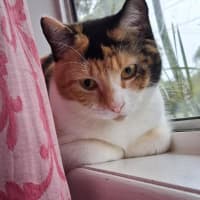 Photo of Salsa