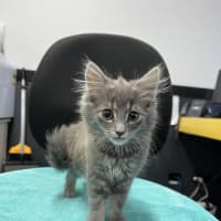 Photo of Gracie