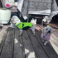 Photo of Floss & Wednesday