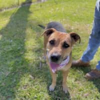 Photo of Mali *$250 Adoption Fee*