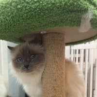 Photo of Stella