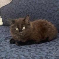 Photo of Hocus **2nd Chance Cat Rescue**