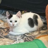 Photo of Pavarotti ** 2nd Chance Cat Rescue**