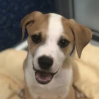 Photo of Louie