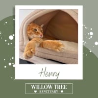 Photo of Henry
