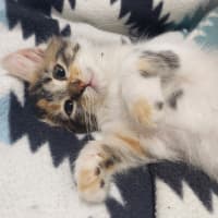 Photo of Harlow