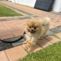 Photo of Joey