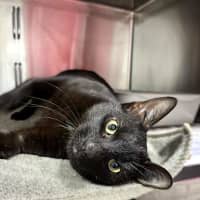 Photo of Spook