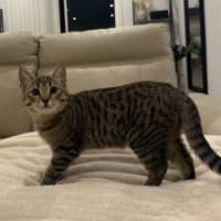Photo of Boba