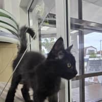 Photo of Wednesday *Available At Pet Stock Milperra*