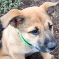 Photo of Simba