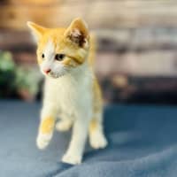 Photo of Snappa   Meet Me At Vets On Parker