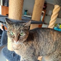Photo of Dot