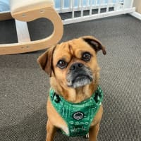 Photo of Chippy 🐵