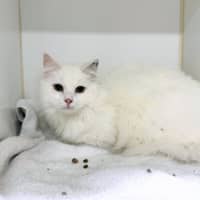 Photo of Casper