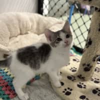 Photo of Captain Hook