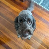 Photo of Remy