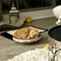 Photo of Sponge Cake