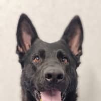 Photo of Ebony