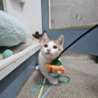 Photo of Benedict Cumbercat