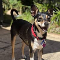 Photo of Valo   3 Year Old Fox Terrier X